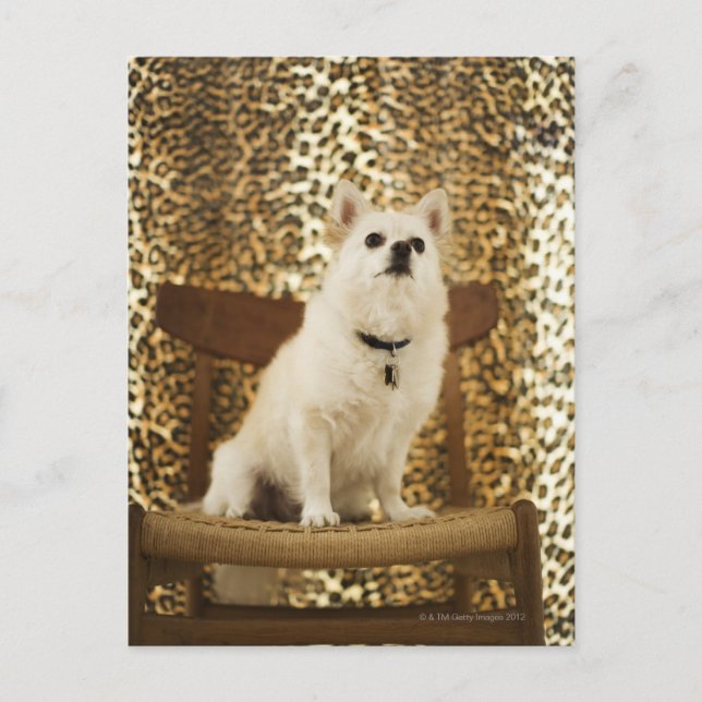 Cartão Postal Mistura panérica (Frente)