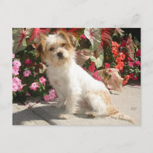 Cartão Postal Mistura Terrier Breed Rescue Doggie