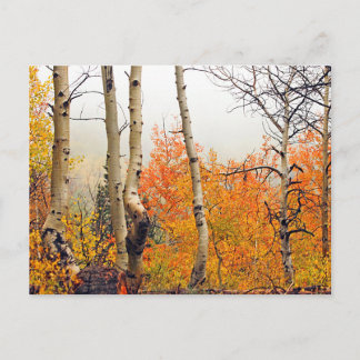 Cartão Postal Misty Autumn Aspen