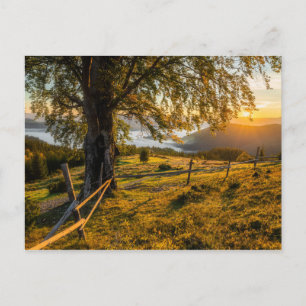 Cartão Postal Misty Dawn em uma Floresta