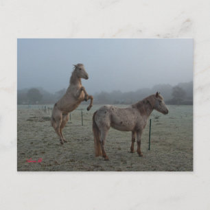 Cartão Postal Misty manhã