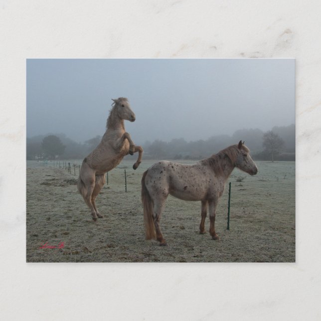 Cartão Postal Misty manhã (Frente)