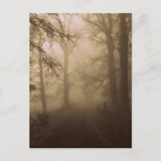 Cartão Postal Misty Morning Walk in the Woods - Fotografia