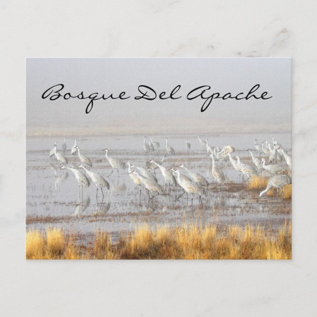 Cartão Postal Misty Sandhill Cranes, Bosque del Apache (Frente)