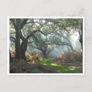 Cartão postal Misty Woodland