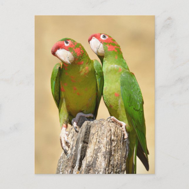 Cartão Postal Mitred Parakeet em posto de madeira (Frente)