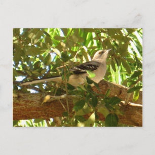 Cartão Postal Mocking Bird