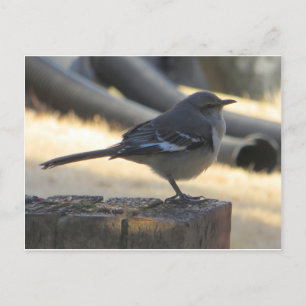 Cartão Postal Mocking Bird