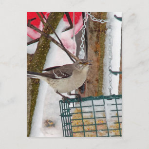 Cartão Postal Mockingbird