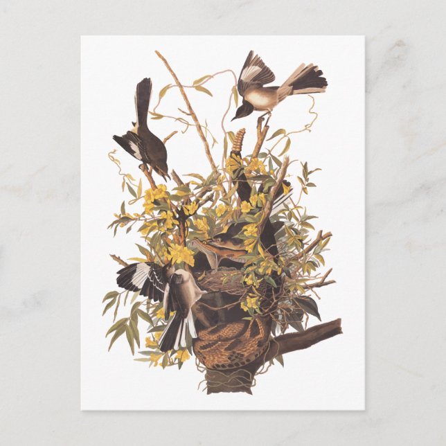 Cartão Postal Mockingbird de Audubon vs. Cascavel (Frente)