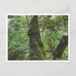 Cartão Postal Moda verde