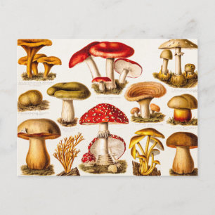 Cartão Postal Modelo da Vintage 1800s Mushroom Variety