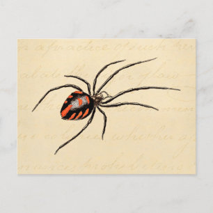 Cartão Postal Modelo de Aranha Preta Vermelha Antiga do Século X
