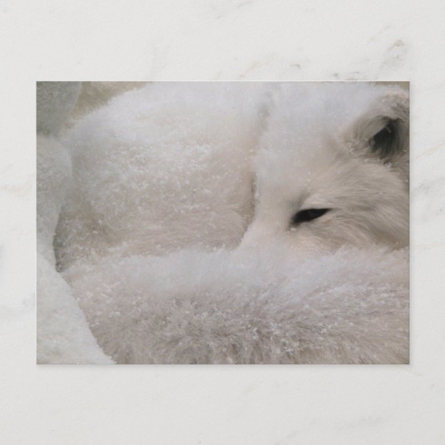 Cartão postal Modelo horizontal - Personalizado (Frente)