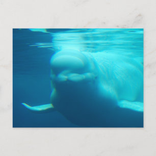 Cartão postal Modelo horizontal - Personalizado