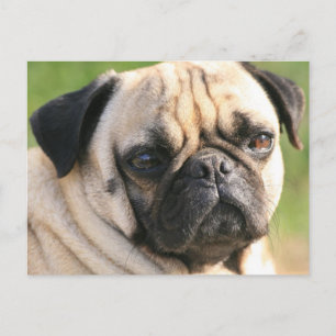 Cartão postal Modelo horizontal - Personalizado