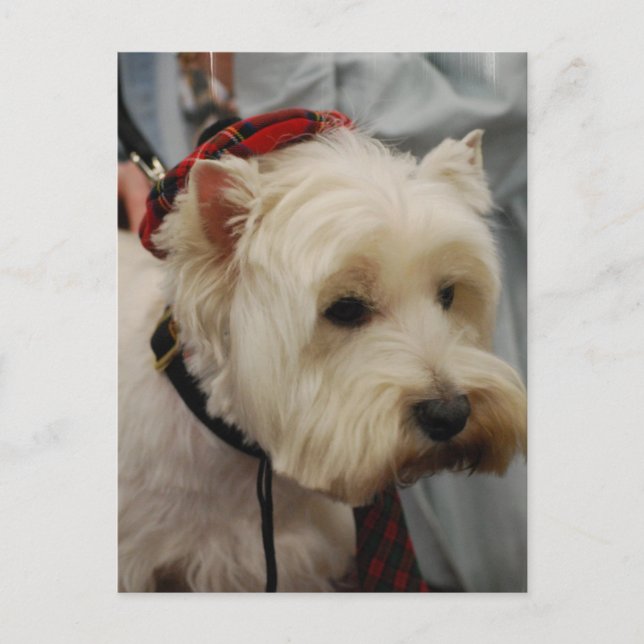 Cartão postal Modelo vertical - Personalizado (Frente)