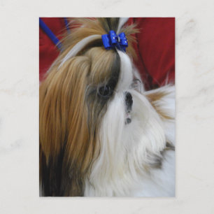 Cartão postal Modelo vertical - Personalizado