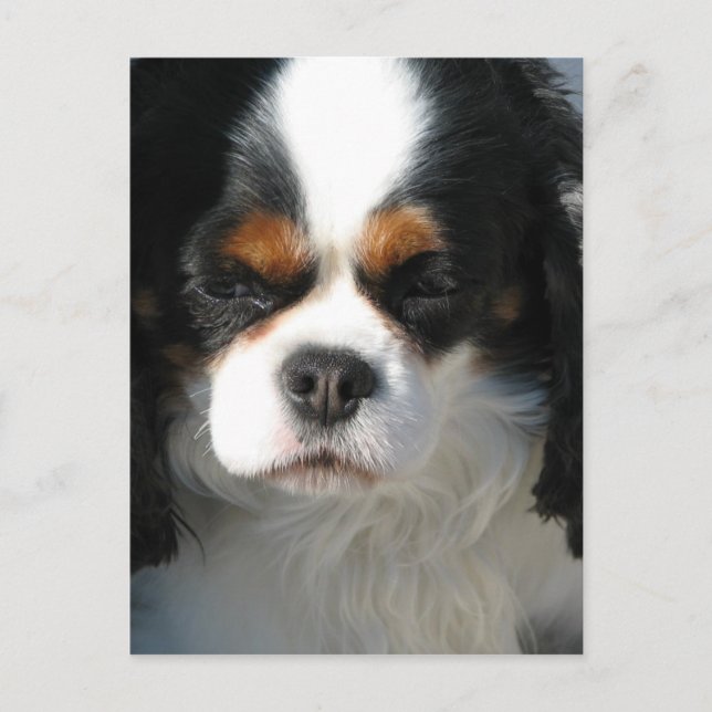 Cartão postal Modelo vertical - Personalizado (Frente)