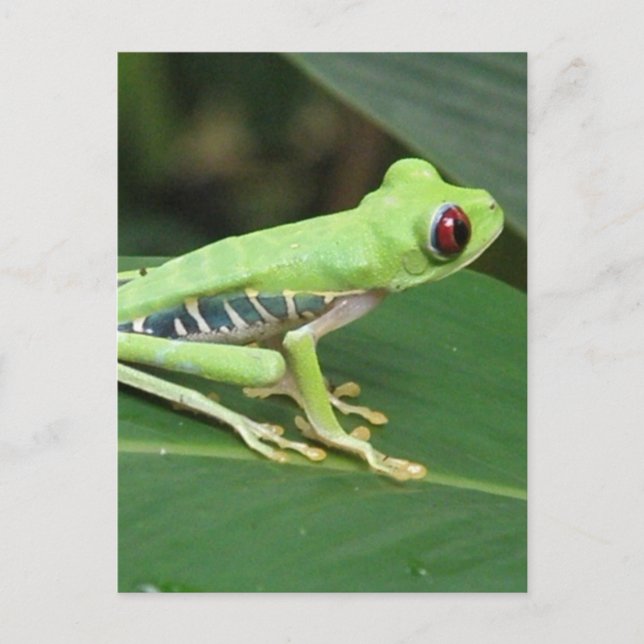 Cartão postal Modelo vertical - Personalizado (Frente)