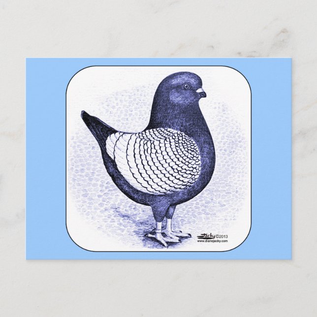 Cartão Postal Modena Argent Pigeon (Frente)