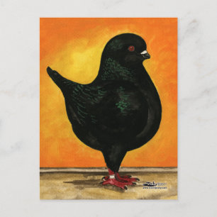 Cartão Postal Modena Black Schietti Pigeon