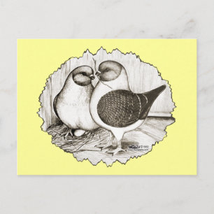 Cartão Postal Modena Gazzi Pigeons