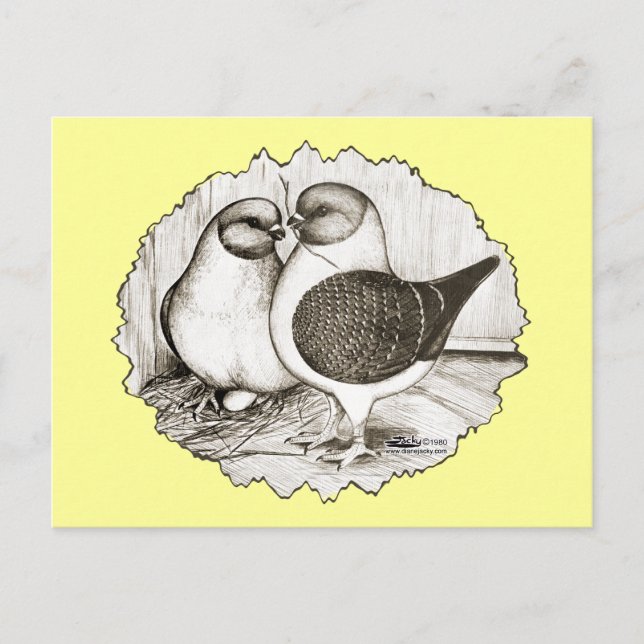 Cartão Postal Modena Gazzi Pigeons (Frente)