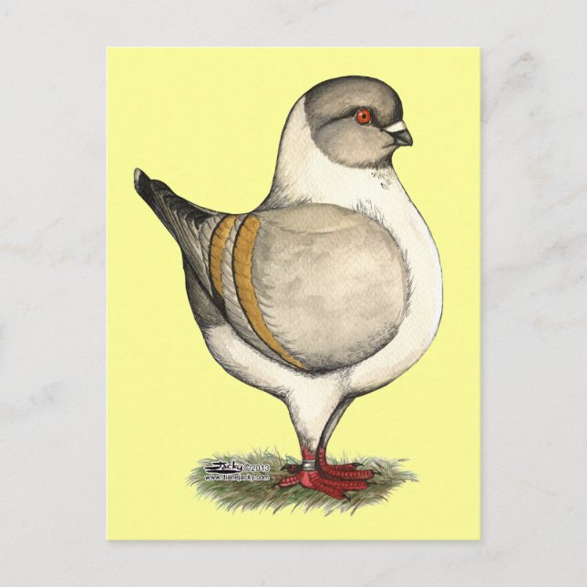 Cartão Postal Modena Silver Gazzi (Frente)