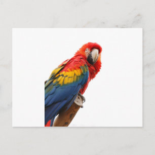 Cartão Postal Modificação elegante chique do Macaw colorido