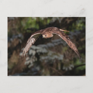 Cartão Postal Modo de ataque Falcão de cauda vermelha