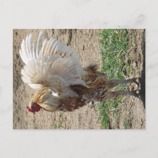 Cartão Postal "Moe"