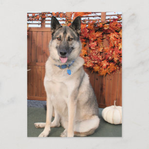 Cartão Postal Moe - Shepherd Hybrid Photo-1