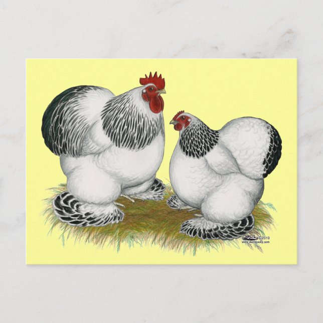 Cartão Postal Moedas:  Columbian Bantams (Frente)