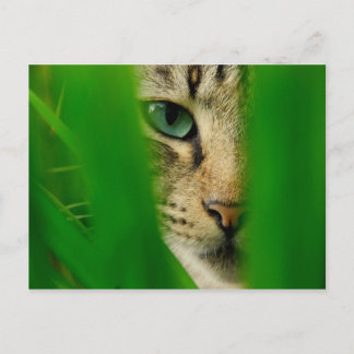 Cartão Postal Moggy Jogando Selva