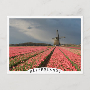 Cartão Postal Moinho de vento com tulipas cor-de-rosa em primave