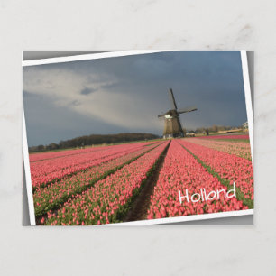 Cartão Postal Moinho de vento com tulipas cor-de-rosa em primave