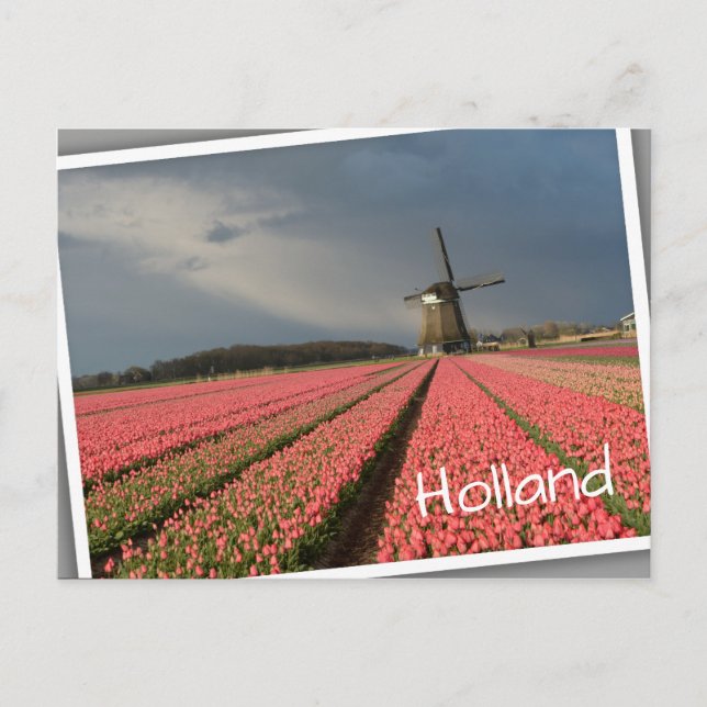 Cartão Postal Moinho de vento com tulipas rosa em primavera (Frente)