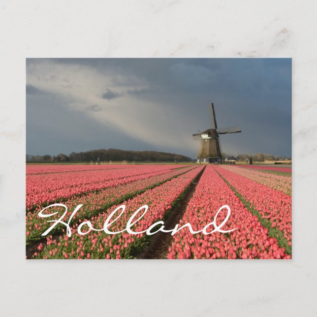 Cartão Postal Moinho de vento com tulipas rosa em primavera (Frente)