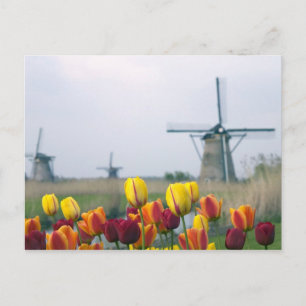 Cartão Postal Moinhos e tulipas ao longo do canal