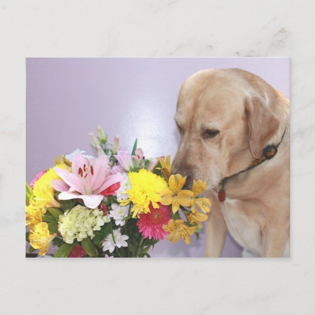 Cartão Postal Moisés Cheira Flores (Frente)