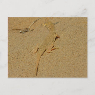 Cartão Postal Mojave Fringe-Toed Lizard