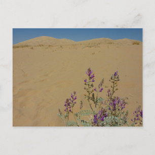 Cartão Postal Mojave Indigo Bush e Kelso Dunes