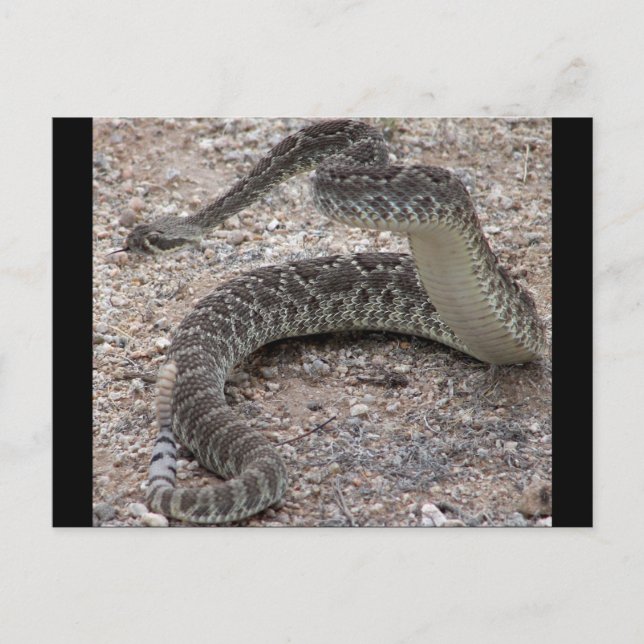 Cartão Postal Mojave Rattlesnake (Frente)