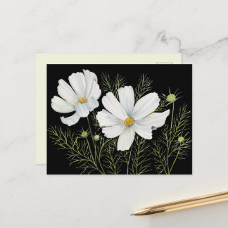 Cartão Postal Mola-d-água Branca de Cosmos Flores Botânicas