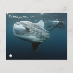 Cartão Postal Mola Mola