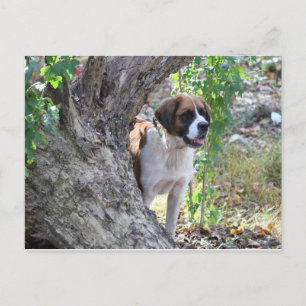 Cartão Postal Molly "Alguém diga TOQUE"