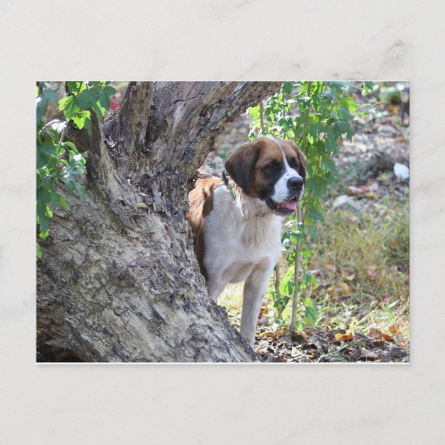 Cartão Postal Molly "Alguém diga TOQUE" (Frente)