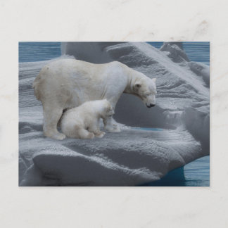 Cartão Postal mom polar bear and baby