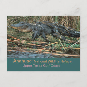 Cartão Postal Moma 'Gator